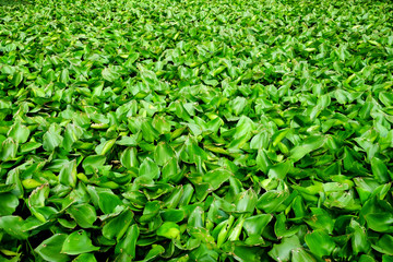 Water Hyacinth cover a pond