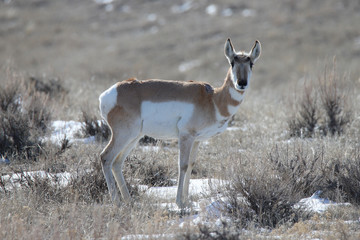 antelope standing in a meadow
