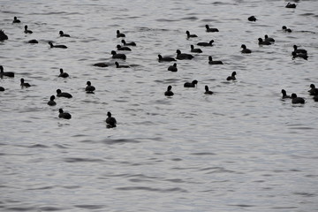 A flock of black and white common coots swimming in the sea