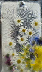 Background of camomile,  chicory (succory) flower   frozen in ice