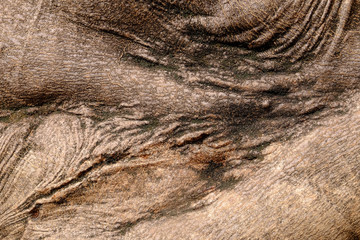 tree bark texture