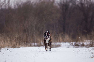 Dog breed boxer in winter field