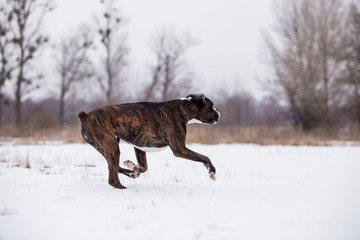 Dog breed boxer in winter field
