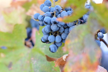 grape harvest on october. 