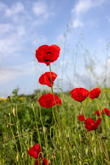 Flowers and buds of red poppies in the meadow. Blurred background. Sky in the clouds.