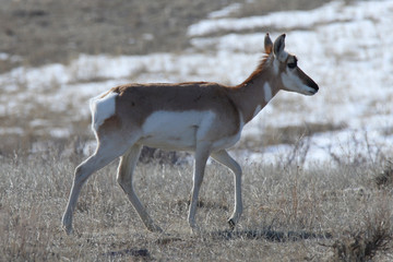 antelope walking in a field during winter