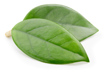 Obraz premium Mango leaves isolated on white