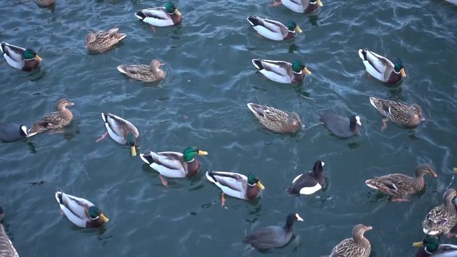 ducks in the water