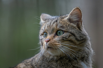 Europäische Wildkatze