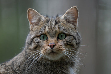 Europäische Wildkatze © Alexander von Düren