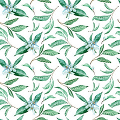 Watercolor seamless pattern of tangerine flowers and leaves on white background.