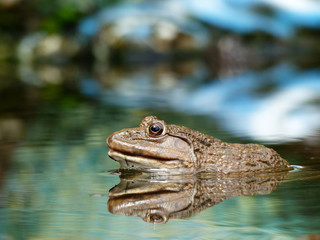 frog on water with reflection