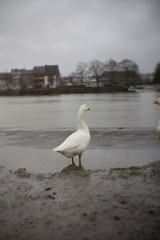 Goose contemplating life