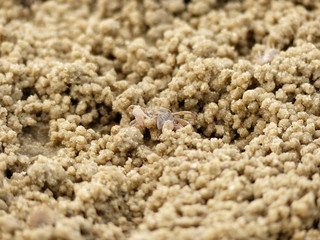 ghost crab on sand beach closeup
