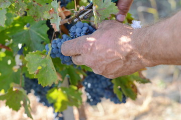 grape harvest. Grapes and grape scissors
