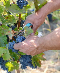 grape harvest. Grapes and grape scissors