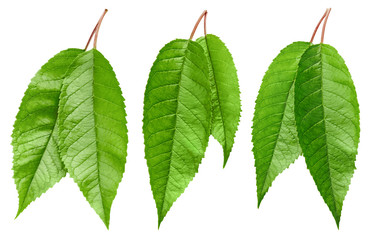 Cherry green leaf isolated