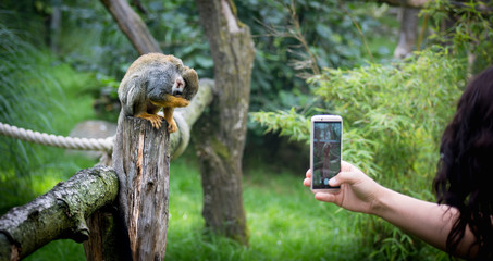Äffchen im Zoo 