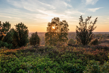 Landscape of Lueneburg Heath in sunlight, Germany