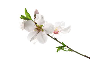 Blooming plum tree flowers isolated on white background