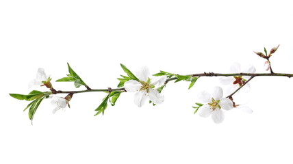 Blooming plum tree flowers isolated on white background