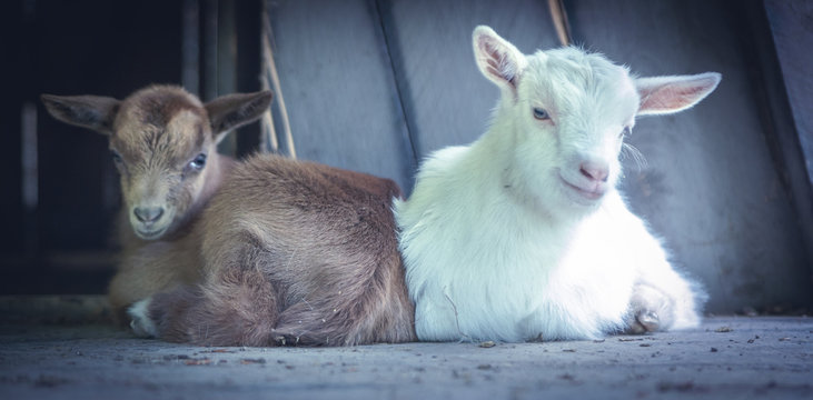  zwei Ziegen braun und wei&szlig;