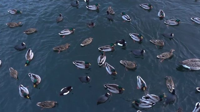 ducks in the water