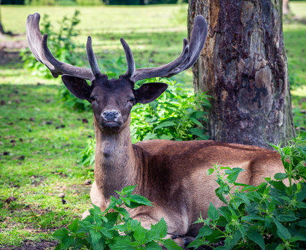tiere, Affe, Hund, monchichi,J&auml;cger,s&uuml;&szlig;, blackandwhite,