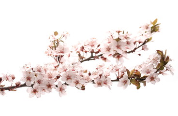 Blooming spring flowers isolated on white background