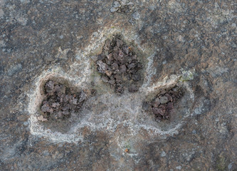 The footprints of dinosaur on a stone