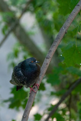 The rock dove, rock pigeon, or common pigeon (Columba livia) sitting on the tree branch during the summer rain