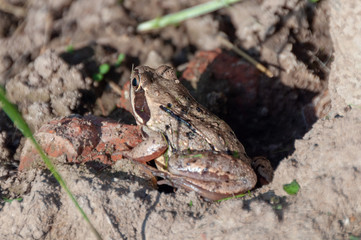 Brown or common frog (Rana temporaria) warming up in the summer sunlight