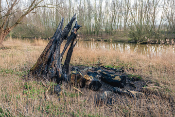 Remains of a burned tree