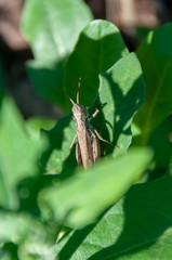 Bush cricket (Meconema thalassinum) warming in the gentle light of the summer sun