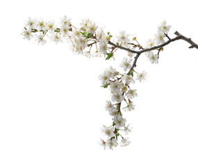 Blooming plum tree flowers isolated on white background