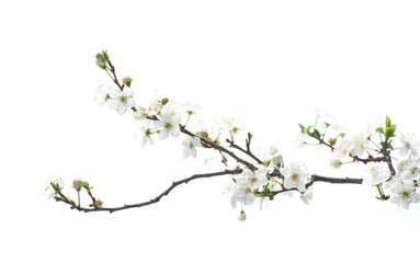 Blooming plum tree flowers isolated on white background
