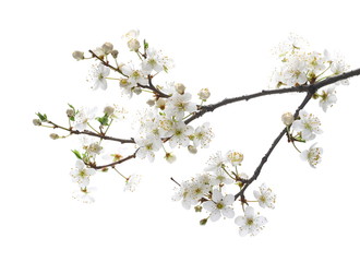 Blooming plum tree flowers isolated on white background