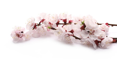 Blooming apricot tree flowers isolated on white background