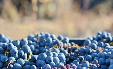 grape harvest on october. 