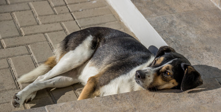 A mixed breed dog lying on a stoep with its head resting on a step image with copy space in landscape format