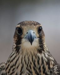 Peregrine Falcon closeup