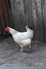 Chicken walking on farm-yard