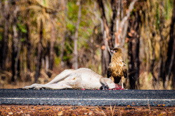 Roadkill