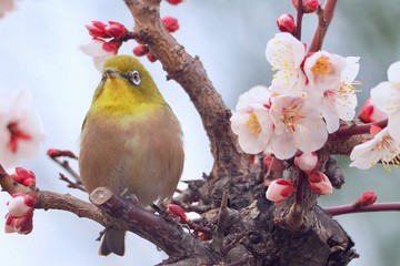 bird on a branch