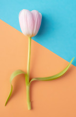 Pink Tulip on the blue and orange background