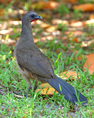 Chachalaca ground bird