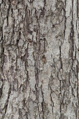 The texture of the rind of the tree, the surface of the tree.