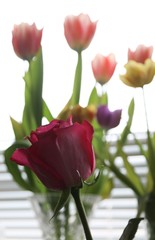 Rose and tulips 