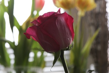 Pink rose closeup 