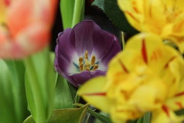 Red yellow and purple tulips